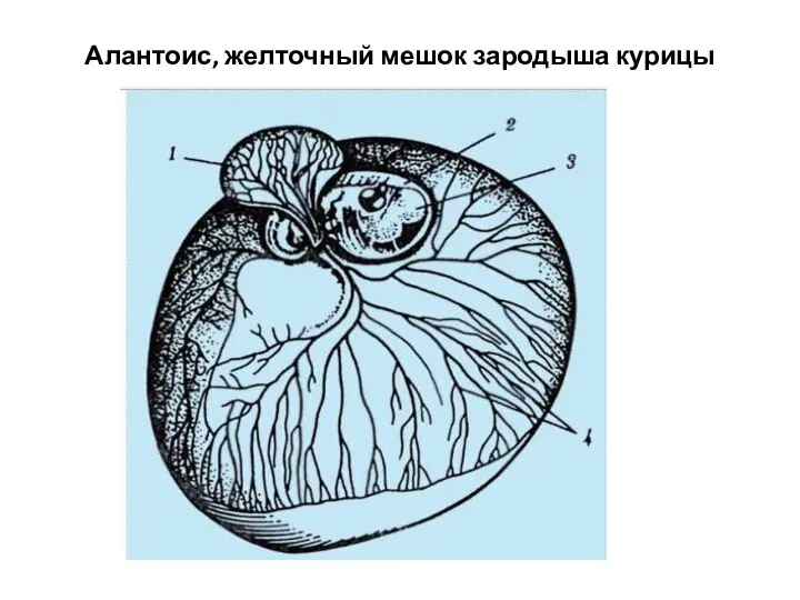 Алантоис, желточный мешок зародыша курицы