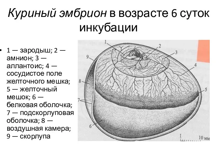 Куриный эмбрион в возрасте 6 суток инкубации 1 — зародыш;