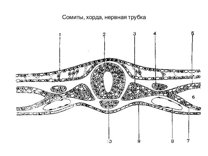 Сомиты, хорда, нервная трубка