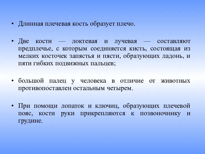 Длинная плечевая кость образует плечо. Две кости — локтевая и