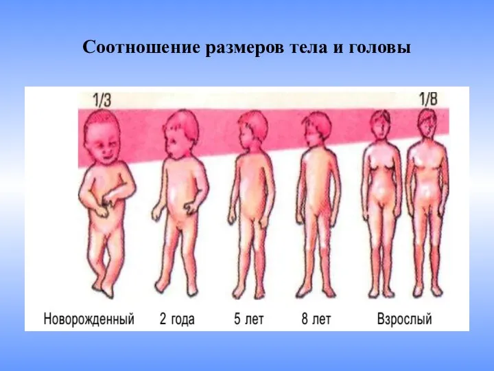 Соотношение размеров тела и головы