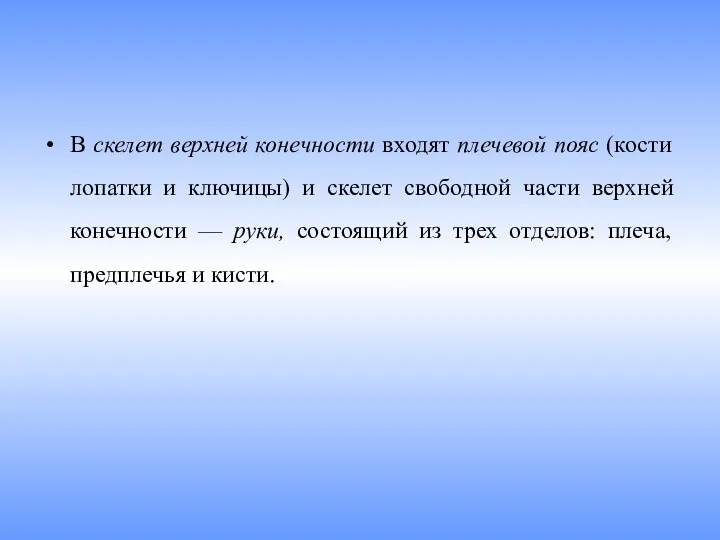 В скелет верхней конечности входят плечевой пояс (кости лопатки и