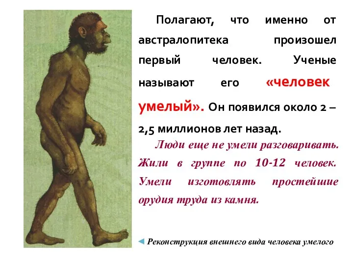 Полагают, что именно от австралопитека произошел первый человек. Ученые называют