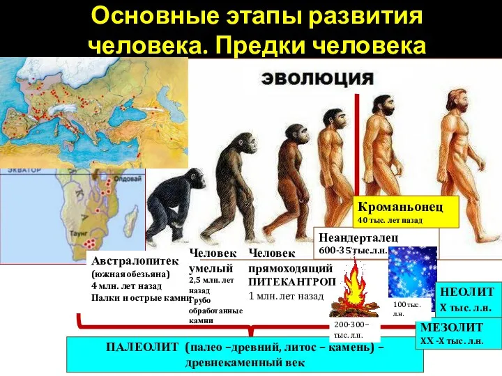 Основные этапы развития человека. Предки человека Австралопитек (южная обезьяна) 4