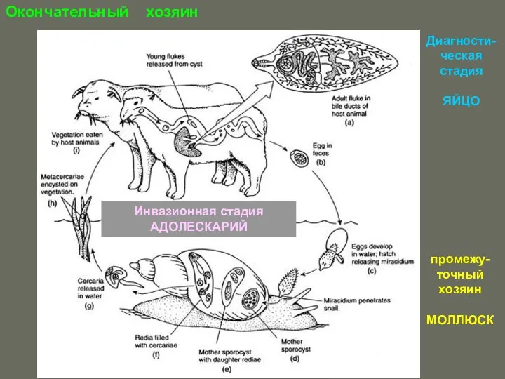 Инвазионная стадия АДОЛЕСКАРИЙ Окончательный хозяин промежу-точный хозяин МОЛЛЮСК Диагности-ческая стадия ЯЙЦО