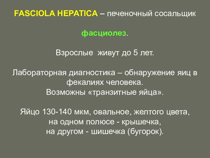 FASCIOLA HEPATICA – печеночный сосальщик фасциолез. Взрослые живут до 5