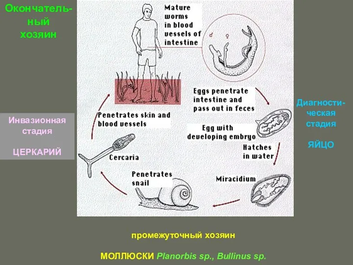 Инвазионная стадия ЦЕРКАРИЙ Окончатель- ный хозяин промежуточный хозяин МОЛЛЮСКИ Planorbis sp., Bullinus sp. Диагности-ческая стадия ЯЙЦО