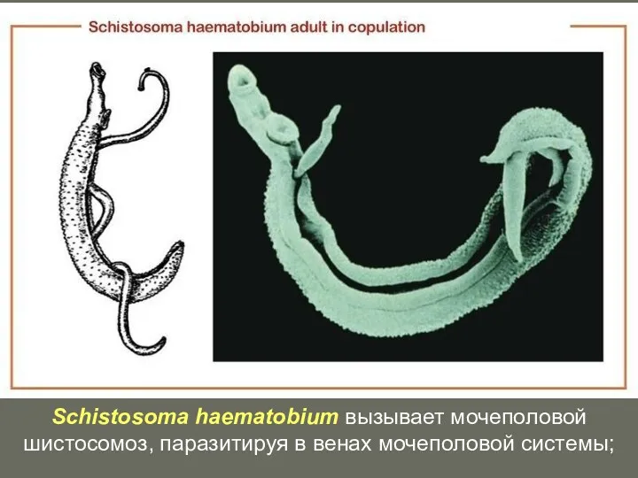 Schistosoma haematobium вызывает мочеполовой шистосомоз, паразитируя в венах мочеполовой системы;
