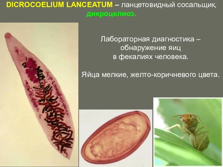 DICROCOELIUM LANCEATUM – ланцетовидный сосальщик, дикроцелиоз. Лабораторная диагностика – обнаружение