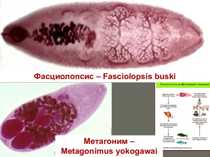 Фасциолопсис – Fasciolopsis buski Метагоним – Metagonimus yokogawai