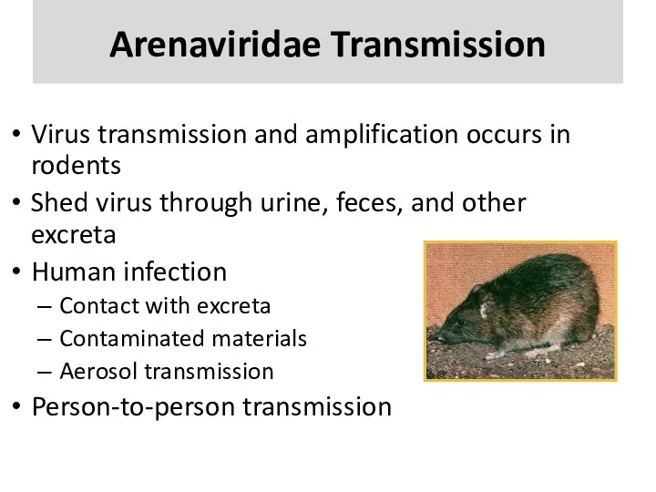 Arenaviridae Transmission Virus transmission and amplification occurs in rodents Shed