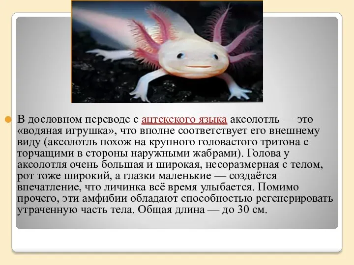 В дословном переводе с ацтекского языка аксолотль — это «водяная игрушка», что вполне