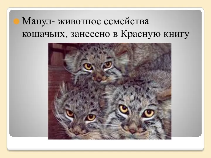 Манул- животное семейства кошачьих, занесено в Красную книгу