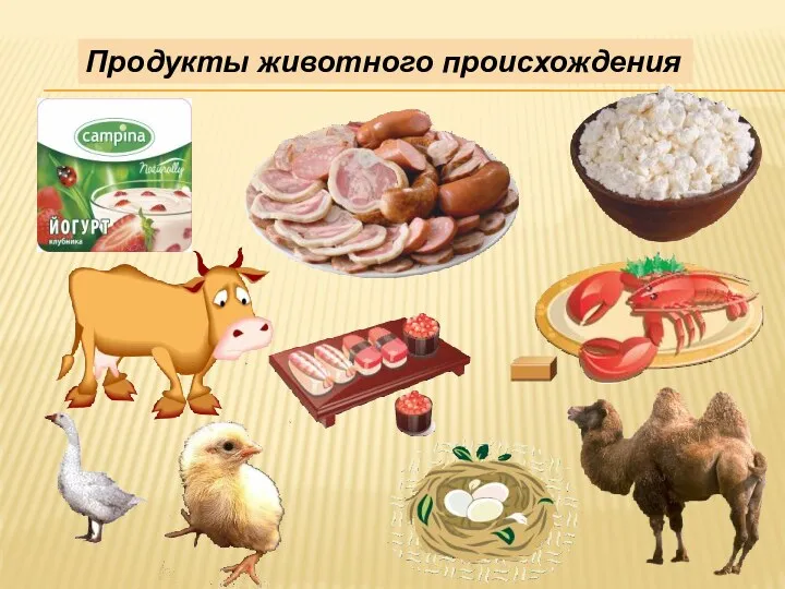 Продукты животного происхождения