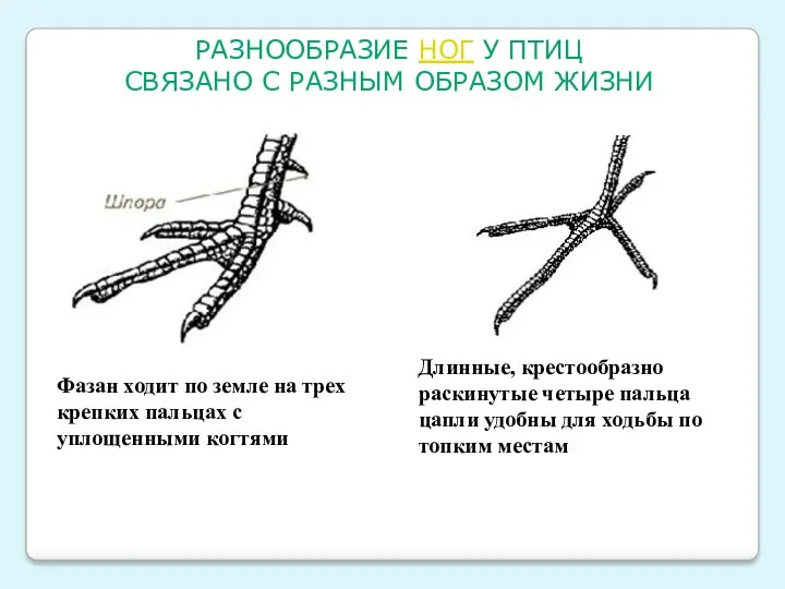 РАЗНООБРАЗИЕ НОГ У ПТИЦ СВЯЗАНО С РАЗНЫМ ОБРАЗОМ ЖИЗНИ Фазан