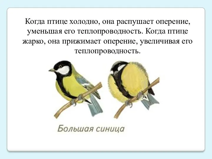 Когда птице холодно, она распушает оперение, уменьшая его теплопроводность. Когда