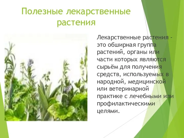 Полезные лекарственные растения Лекарственные растения - это обширная группа растений,