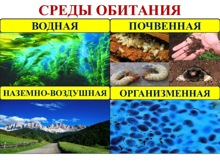 СРЕДЫ ОБИТАНИЯ ВОДНАЯ ОРГАНИЗМЕННАЯ НАЗЕМНО-ВОЗДУШНАЯ ПОЧВЕННАЯ