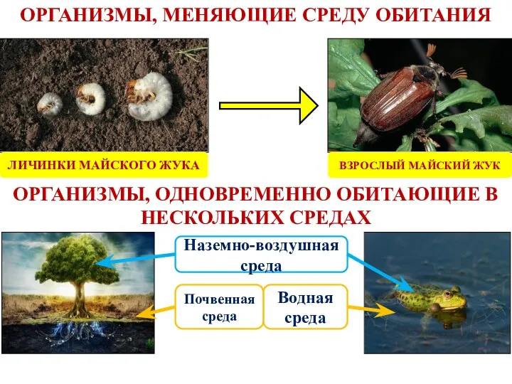 ОРГАНИЗМЫ, МЕНЯЮЩИЕ СРЕДУ ОБИТАНИЯ ОРГАНИЗМЫ, ОДНОВРЕМЕННО ОБИТАЮЩИЕ В НЕСКОЛЬКИХ СРЕДАХ