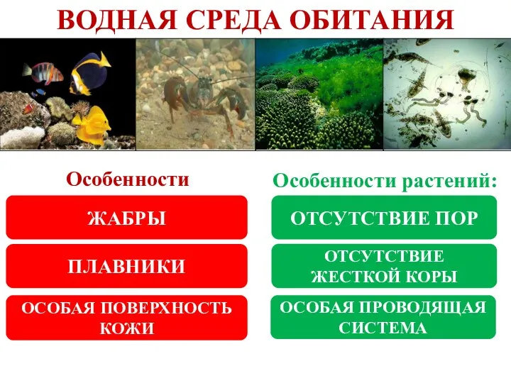 ВОДНАЯ СРЕДА ОБИТАНИЯ Особенности животных: Особенности растений: ЖАБРЫ ПЛАВНИКИ ОСОБАЯ