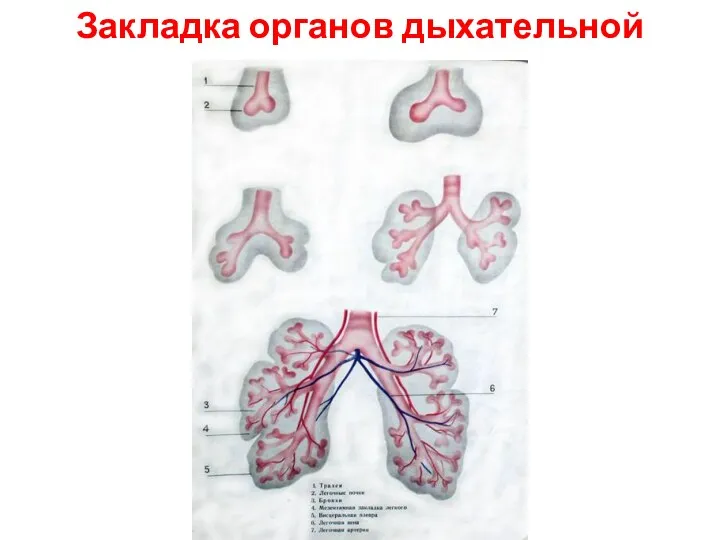 Закладка органов дыхательной системы