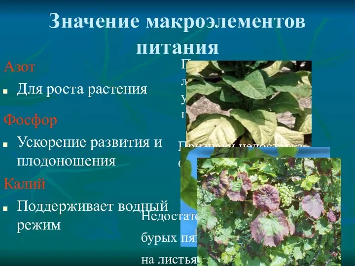 Значение макроэлементов питания Азот Для роста растения Пожелтевшие нижние листья