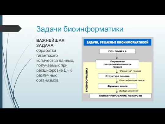 Задачи биоинформатики ВАЖНЕЙШАЯ ЗАДАЧА - обработка гигантского количества данных, получаемых при расшифровке ДНК различных организмов.