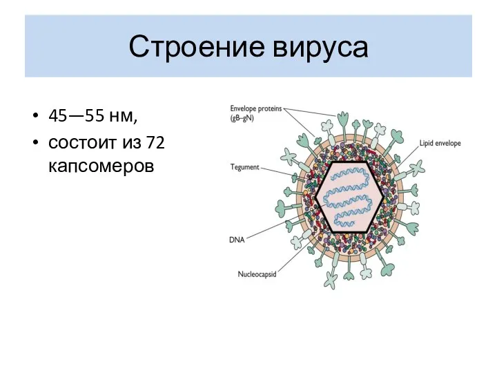 Строение вируса 45—55 нм, состоит из 72 капсомеров