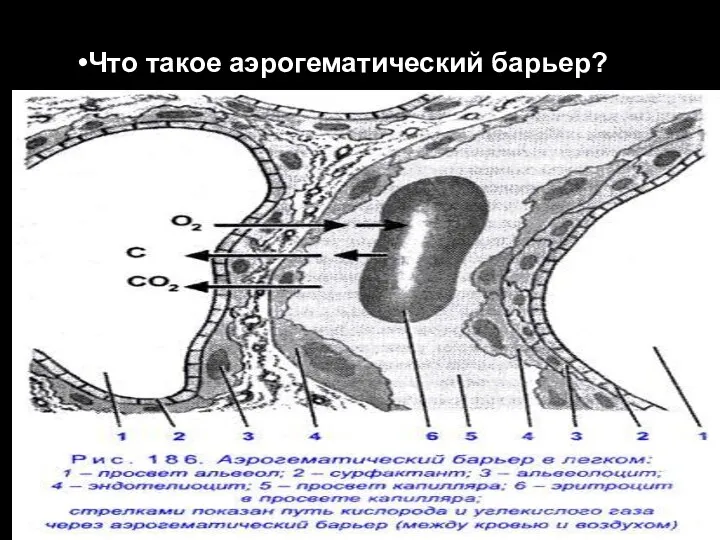 Что такое аэрогематический барьер?