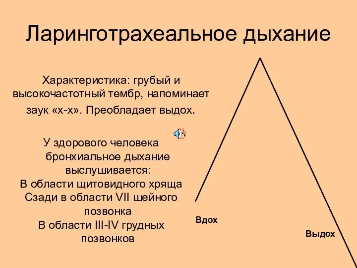 Ларинготрахеальное дыхание У здорового человека бронхиальное дыхание выслушивается: В области