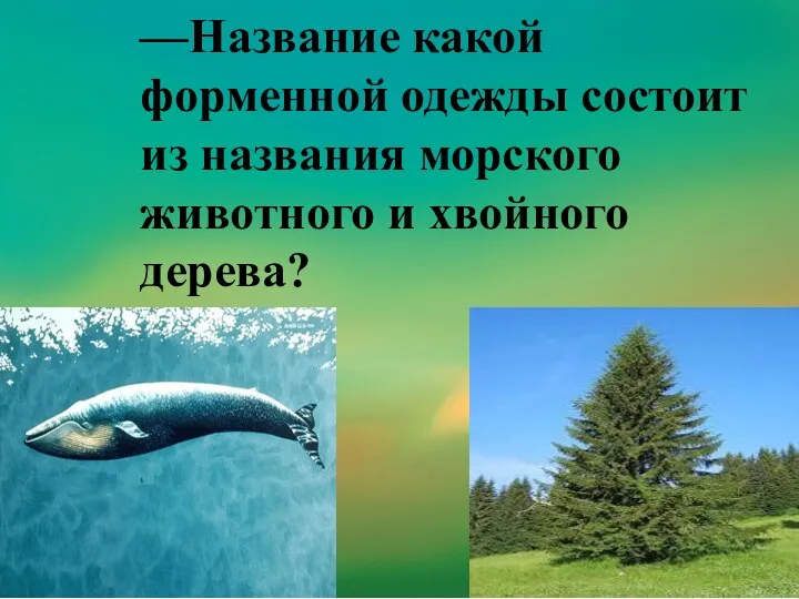 —Название какой форменной одежды состоит из названия морского животного и хвойного дерева?