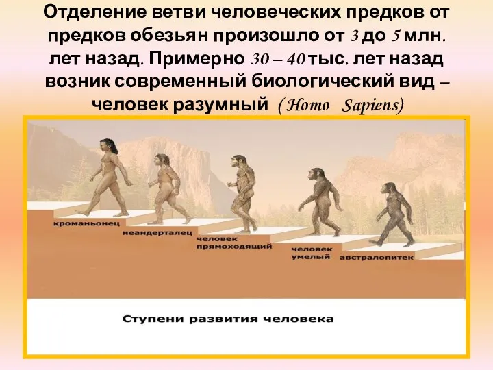 Отделение ветви человеческих предков от предков обезьян произошло от 3