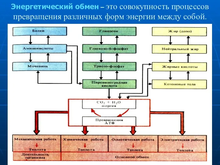 Энергетический обмен – это совокупность процессов превращения различных форм энергии между собой.