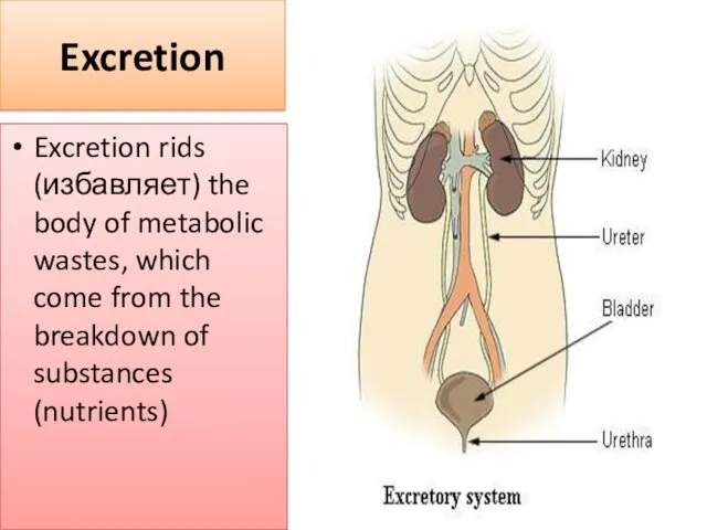 Excretion Excretion rids (избавляет) the body of metabolic wastes, which come from the