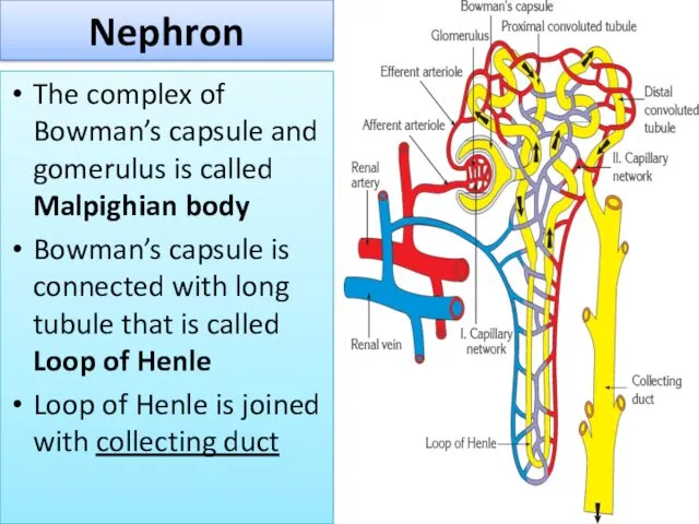 Nephron The complex of Bowman’s capsule and gomerulus is called Malpighian body Bowman’s