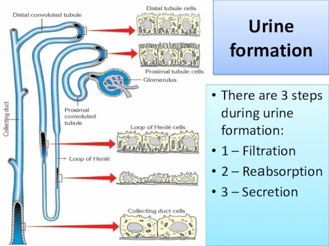 There are 3 steps during urine formation: 1 – Filtration 2 – Reаbsorption