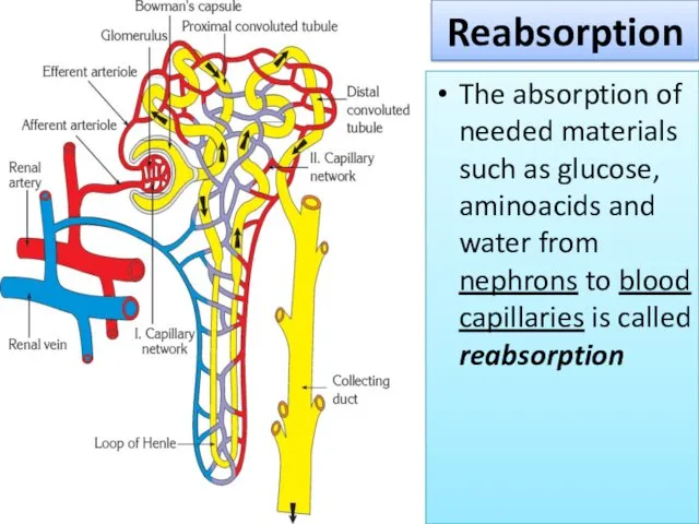 The absorption of needed materials such as glucose, aminoacids and water from nephrons