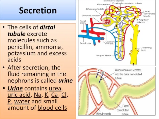 Secretion The cells of distal tubule excrete molecules such as penicillin, ammonia, potassium