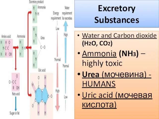 Excretory Substances Water and Carbon dioxide (H2O, CO2) Ammonia (NH3) – highly toxic