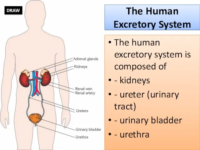The Human Excretory System The human excretory system is composed of - kidneys