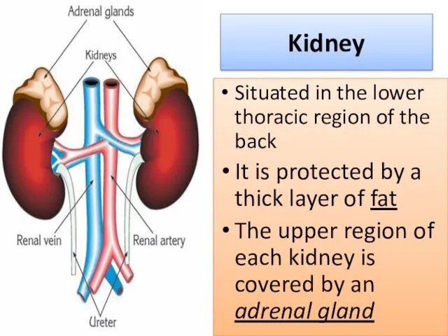 Kidney Situated in the lower thoracic region of the back It is protected