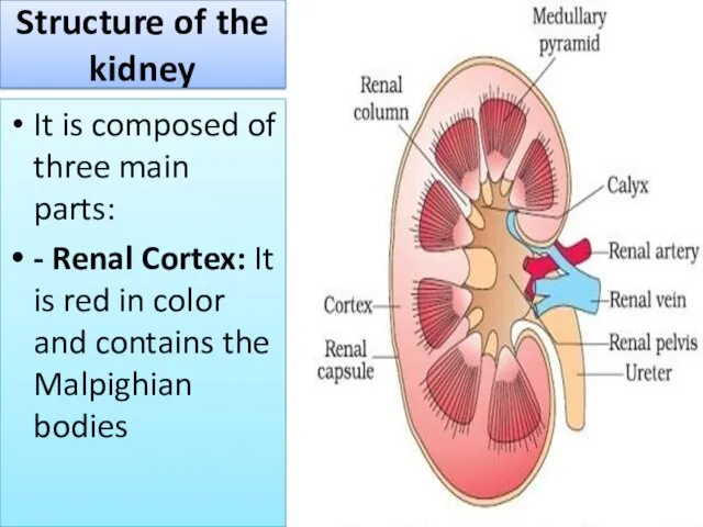 Structure of the kidney It is composed of three main parts: - Renal