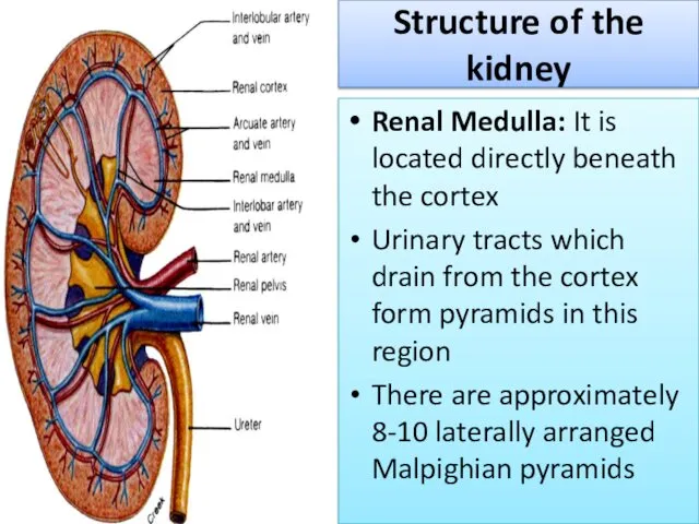 Structure of the kidney Renal Medulla: It is located directly beneath the cortex