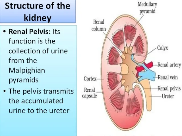Structure of the kidney Renal Pelvis: Its function is the collection of urine