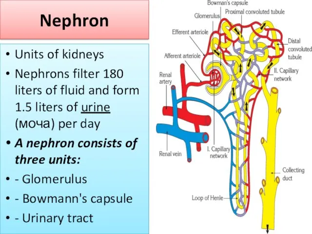 Nephron Units of kidneys Nephrons filter 180 liters of fluid and form 1.5