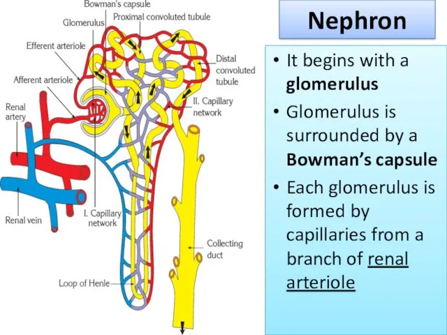 Nephron It begins with a glomerulus Glomerulus is surrounded by a Bowman’s capsule