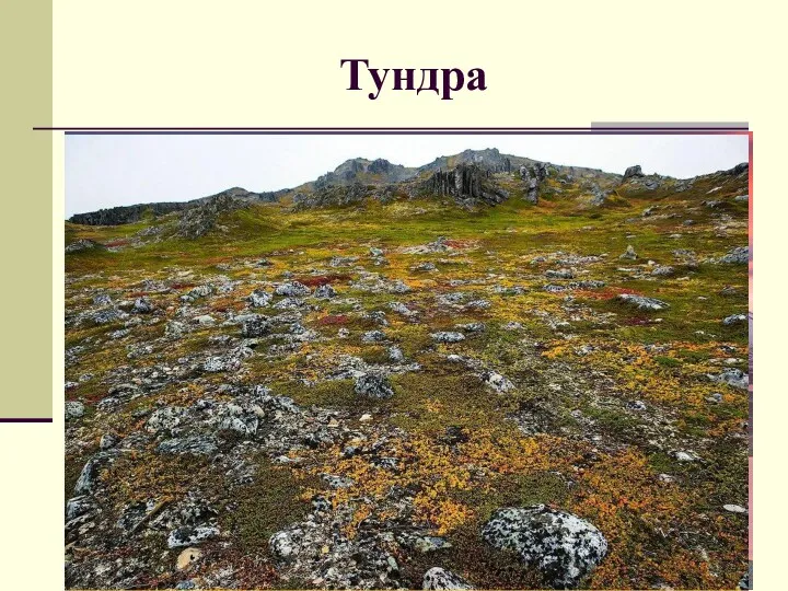 Тундра