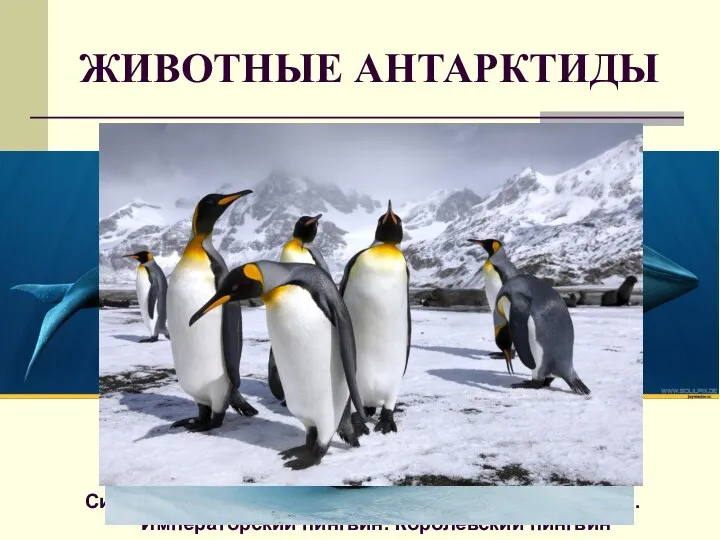 ЖИВОТНЫЕ АНТАРКТИДЫ Синий кит. Косатка. Морской леопард. Тюлень-крабоед. Императорский пингвин. Королевский пингвин