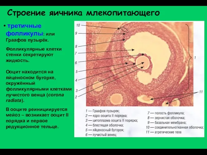 Строение яичника млекопитающего третичные фолликулы: или Граафов пузырёк. Фолликулярные клетки