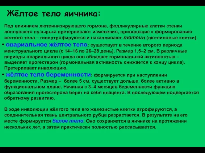 Под влиянием лютеинизирующего гормона, фолликулярные клетки стенки лопнувшего пузырька претерпевают